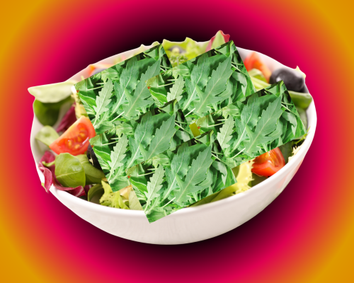 Rucola Salat